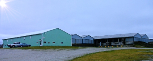 Springville Feeder Auction